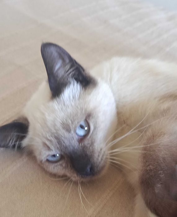 Gatinha para adoção RESPONSÁVEL