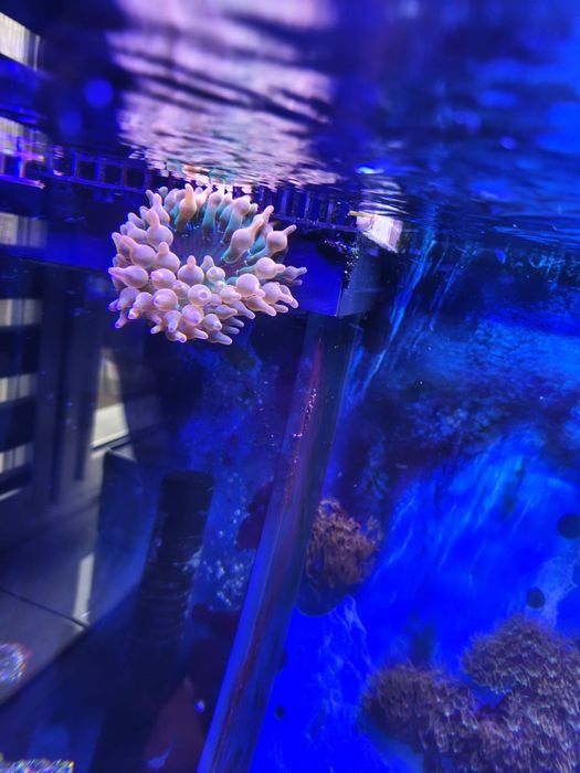 Akwarium morskie sprzedam