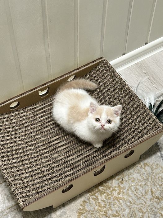 Kocurek Brytyjski Krótkowłosy, Kremowy Arlekin