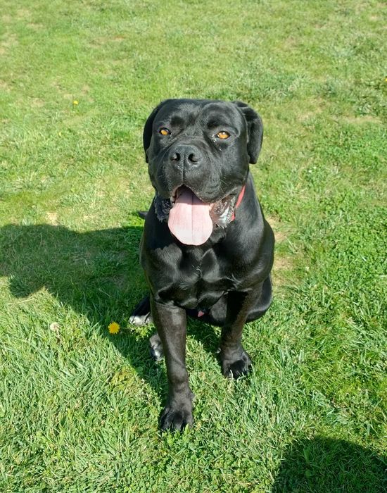 Cane Corso piękny pies szuka nowego domu