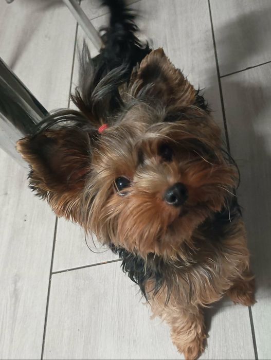 Yorkshire terrier