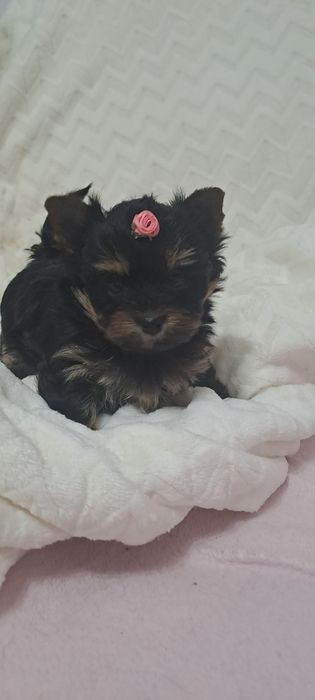 Yorkshire Terrier York Miniaturka Piękna Suczka