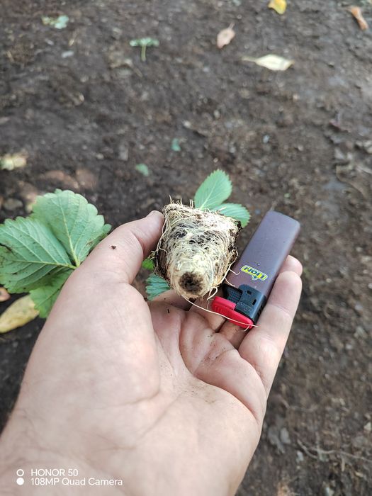 Продам саджанці полуниці