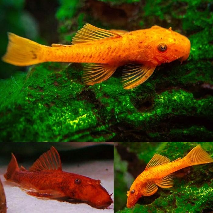 Ancistrus red e albinos. 5€