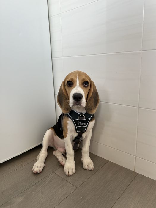 Cão Beagle com 2 aninhos para adoção responsável