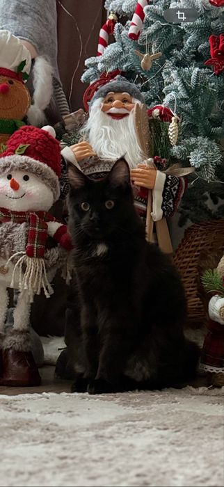 Продам кошечку Мейн-кун.