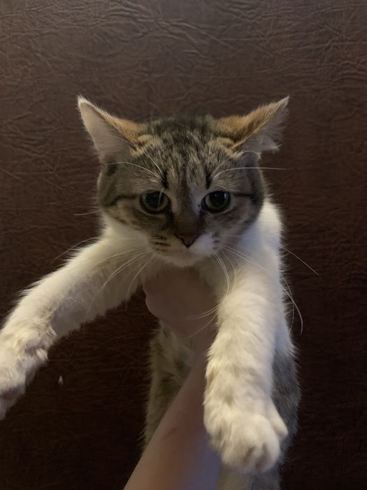 кошенята в добрі руки