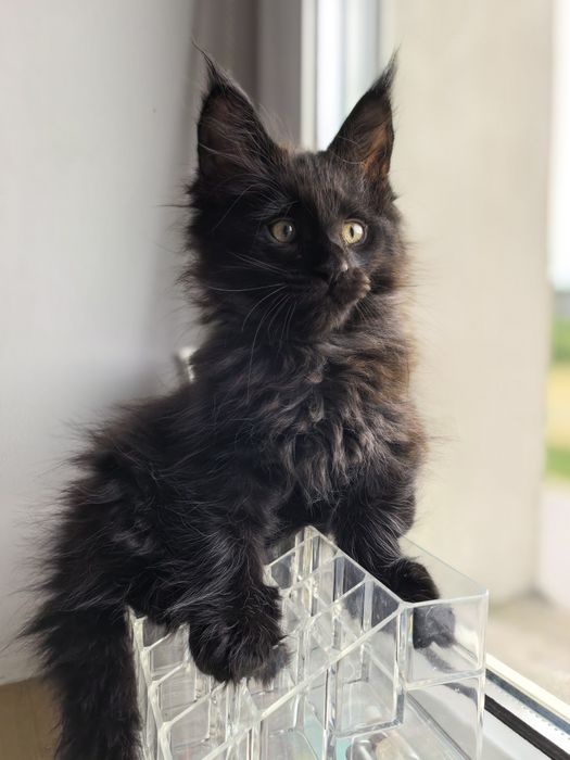 Boski Czarny kocur linia poły Maine Coon