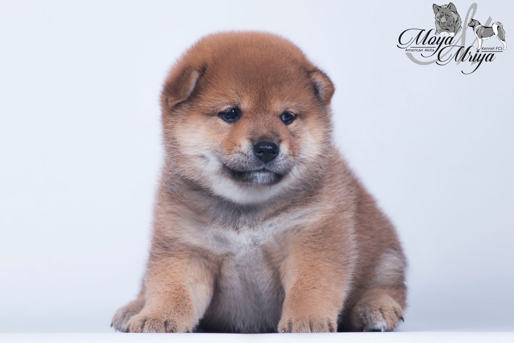 Шиба ину / shiba / шиба іну