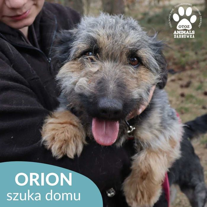 Orion poszukuje domu !