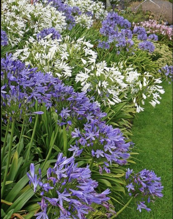 Plantas de agapanthus