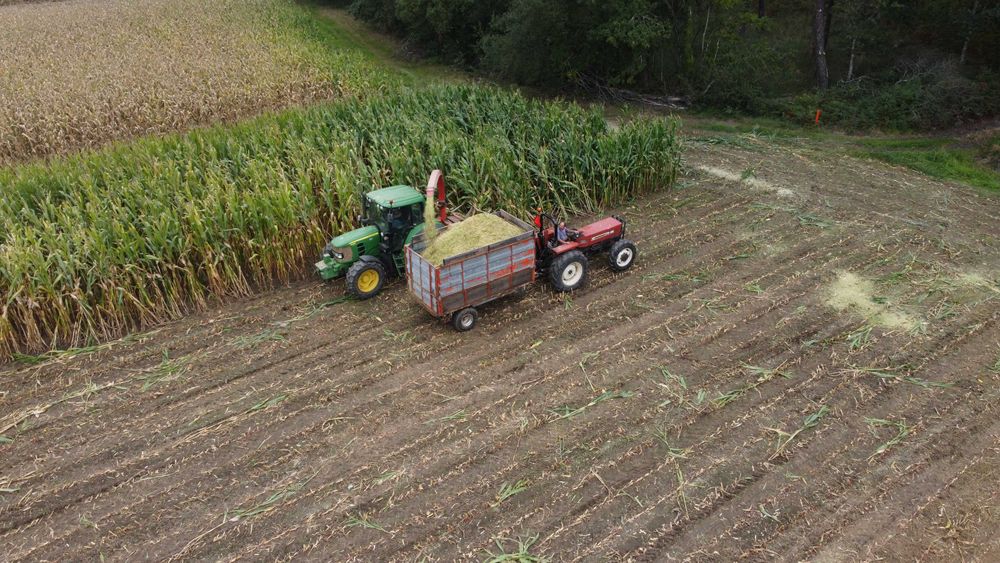 Silagem milho, colheita 2025. Alto Minho. 85€/ton, 0,085€/kg