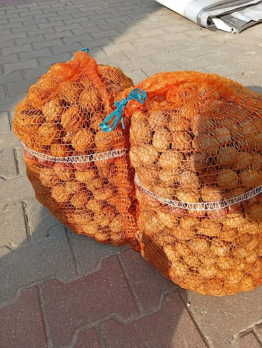 Orzechy włoskie swieże 10 kilo