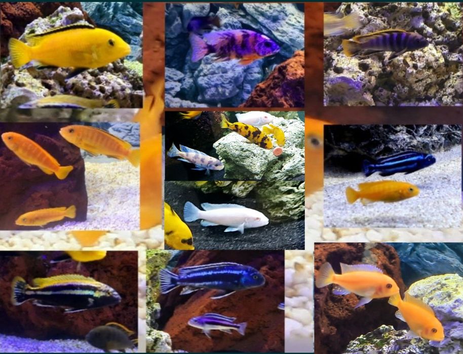 Ryby , rybki , pyszczak , pyszczaki Malawi