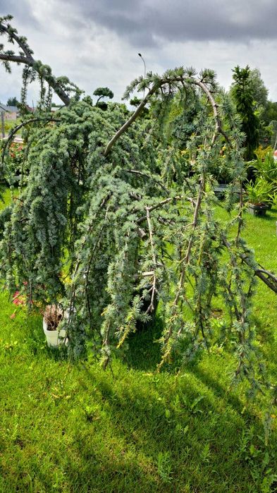 CEDR Atlaski  'pendula'