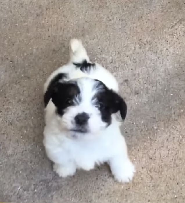 Jack russel terrier cerdoso