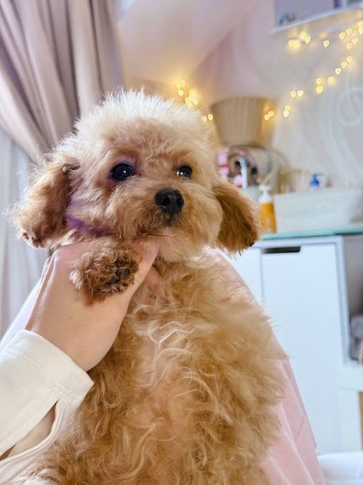 Охайний мальтипу/maltipoo F1 PREMIUM