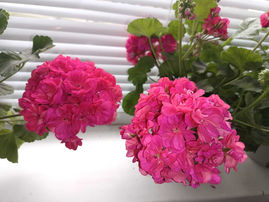 Пеларгонія ТА Шахерезада