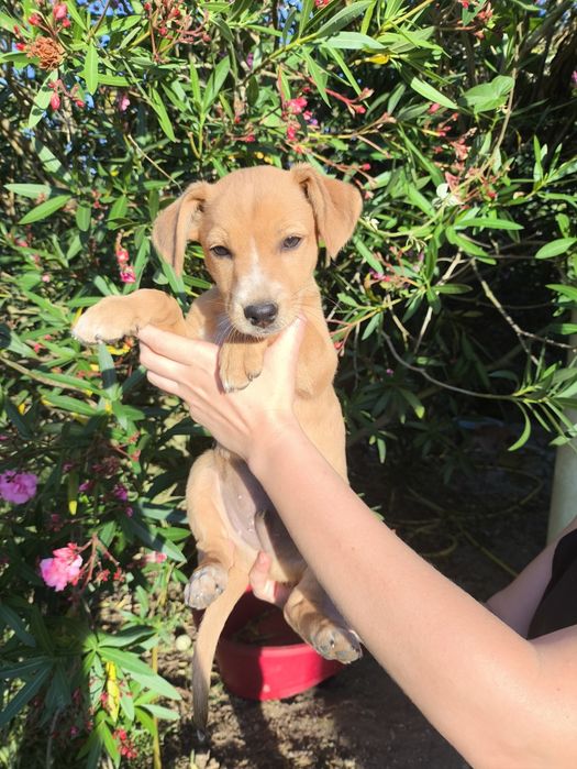 4 machos para adopção