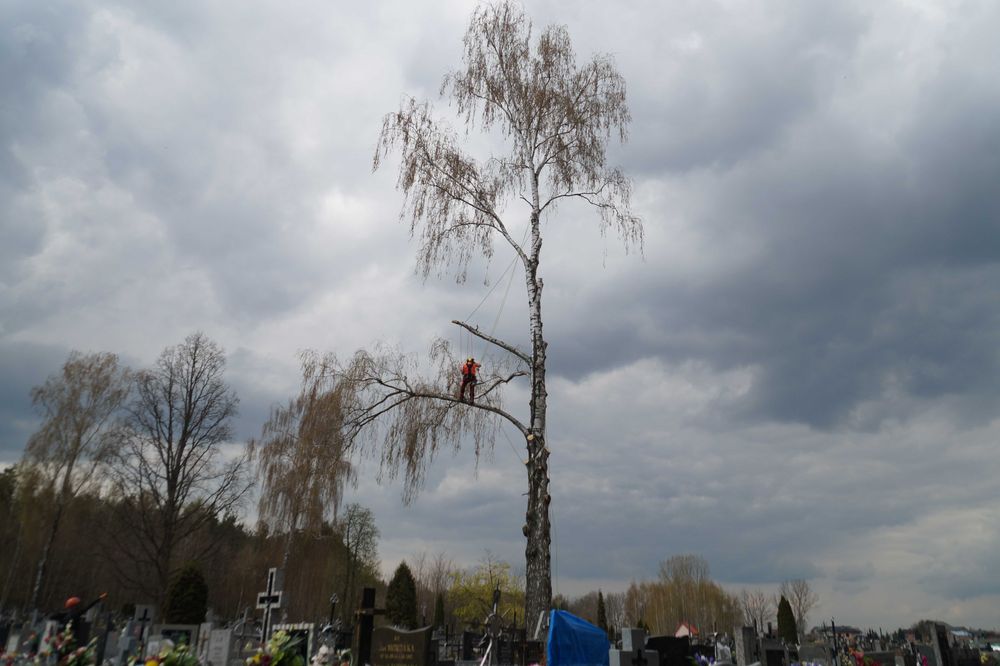 Wycinka, pielęgnacja drzew, usuwanie gałęzi