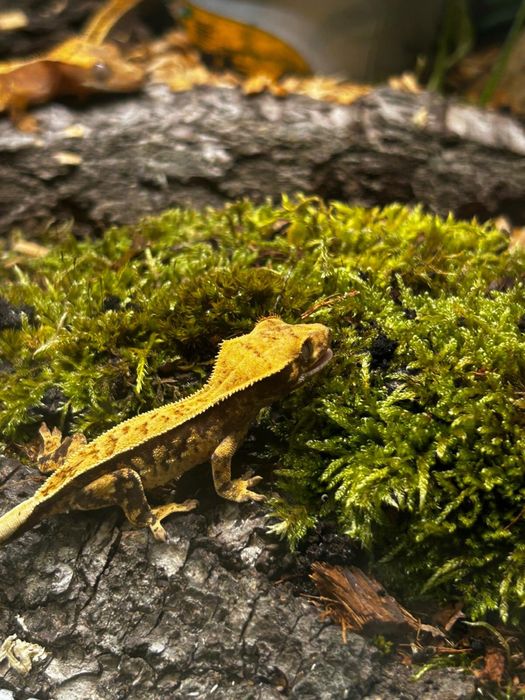 Gekon Orzęsiony, maluchy jaszczurki, gady,