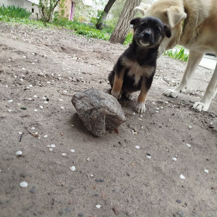 Цуценя безкоштовно