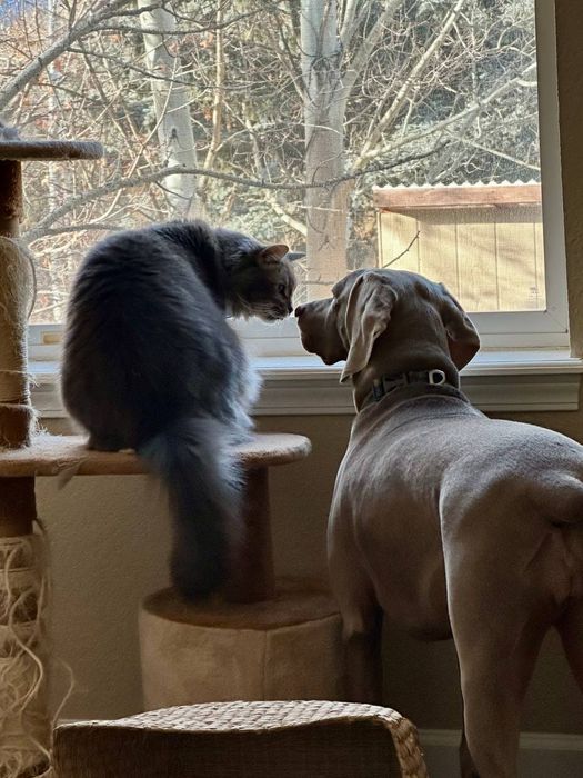 Grooming & petsitting