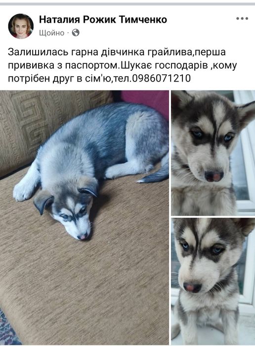 Продаю в гарні руки собачку хаскі