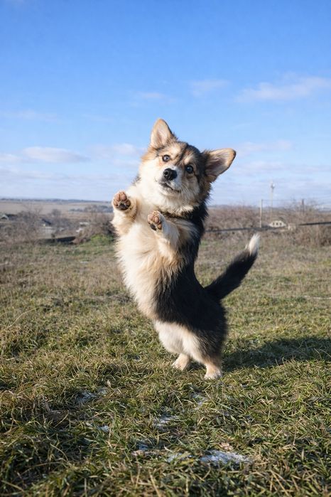 Цуценята вельш корги пемброк