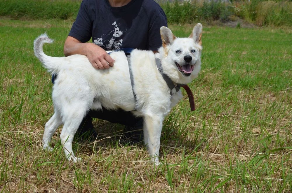 Piekny jasny piesek Kacper szuka domu! Adopcja psa