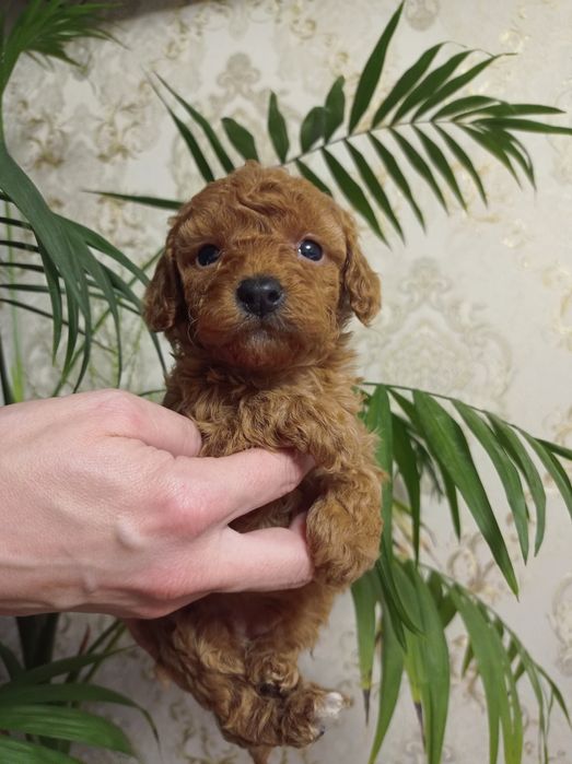 Классная Девочка Пудель