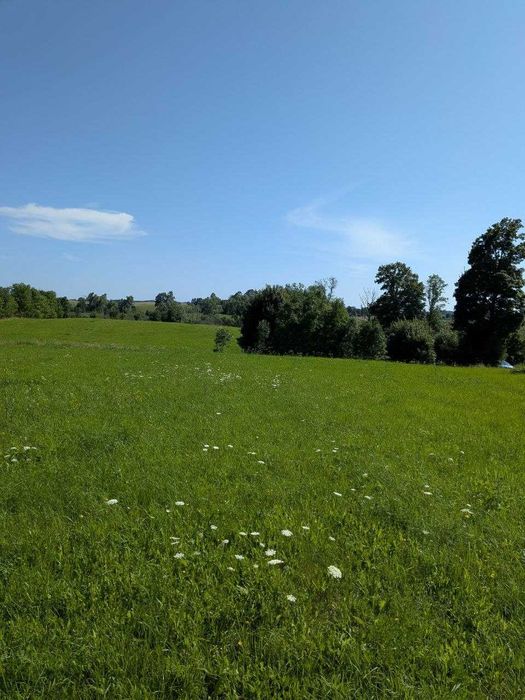 Działki rolne gm. Biskupiec - Widok 2