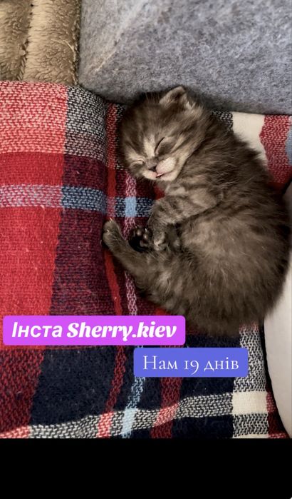 Шотландские котята короткошерстные, ласковые.