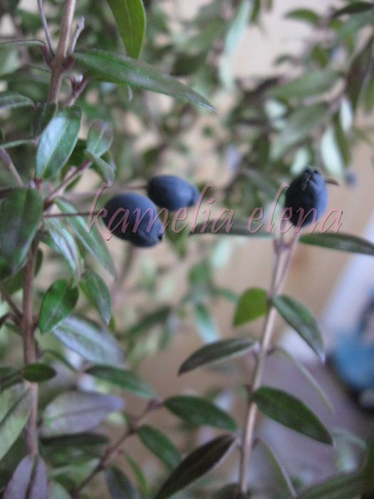 Мирт очищает воздух.