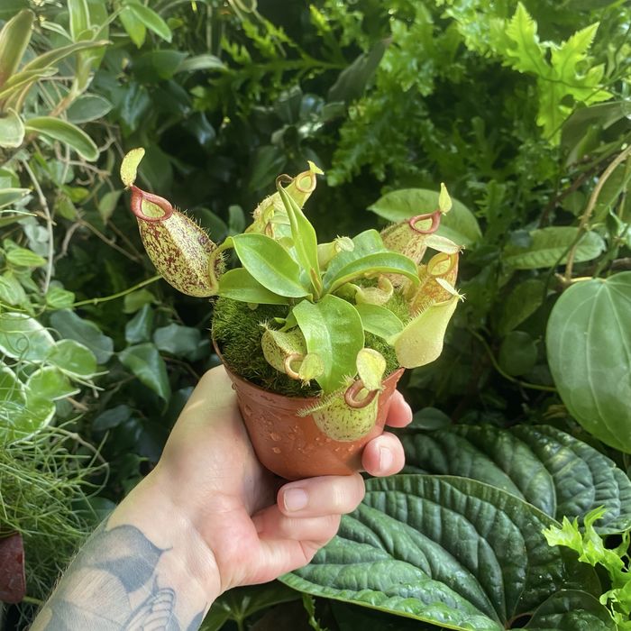 Непентес Nepenthes hookeriana