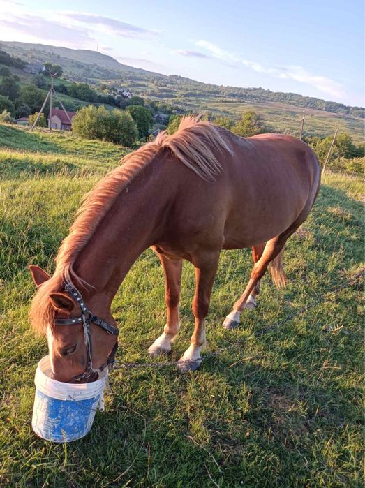 Продам лошицю