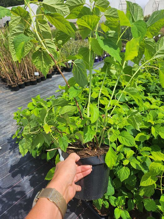 Hortensja krzewiasta Anabelle, bukietowa olbrzymie kwiaty