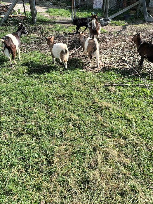 Vendo casal cabrithinhas 5 meses