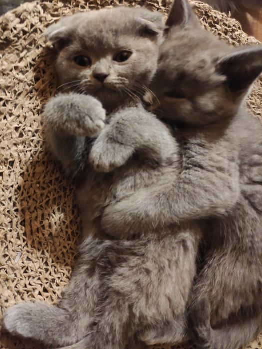 kocurek kotka szkocki zwisłouchy