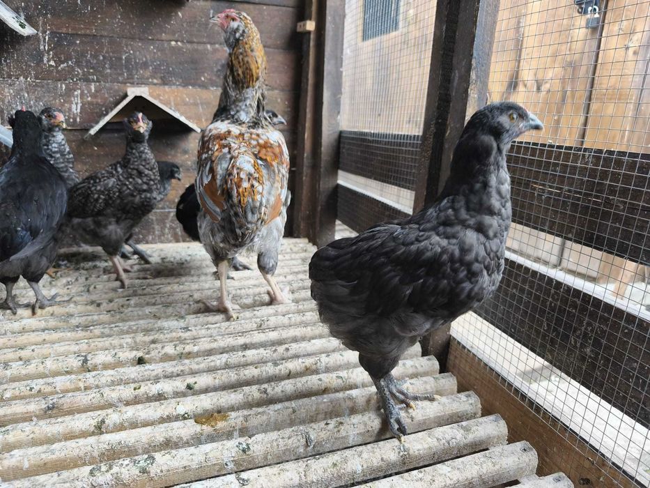 Kurczęta kolorowe jajka marans Araucany green shell