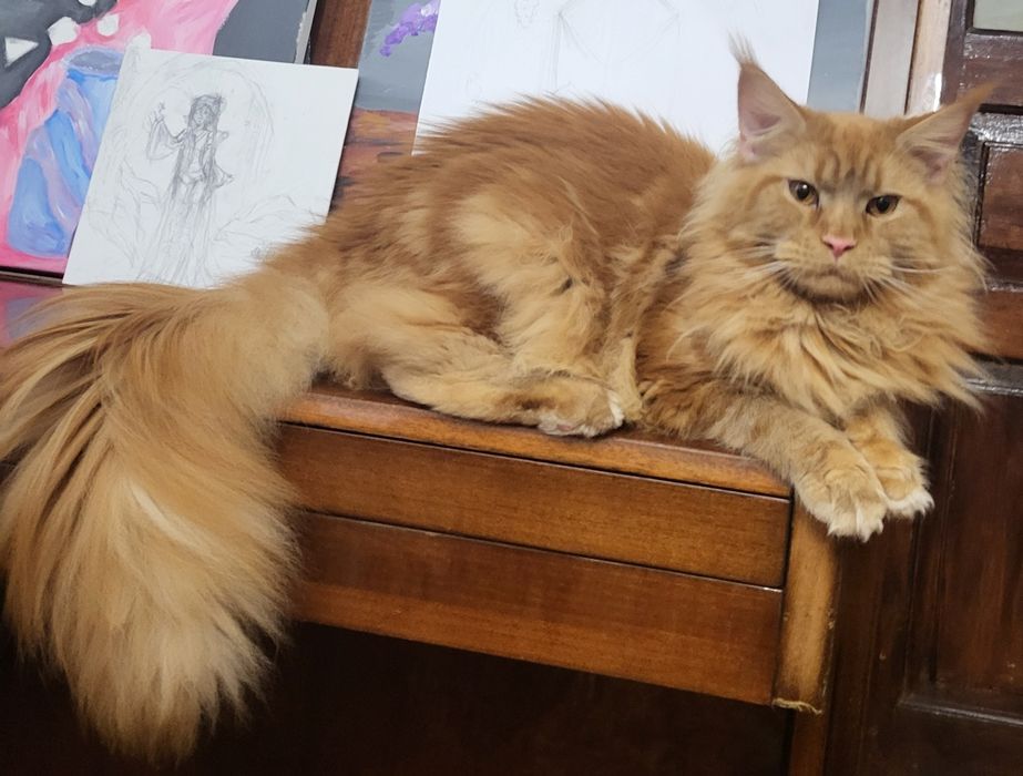 Котята Мейн-кун, питомник