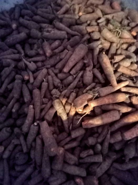 buraki pastewne cukrowe ręcznie kopane dla królików koni