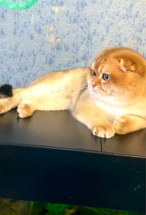 Гарний висловухий золотий котик , цікавий у розпліднення