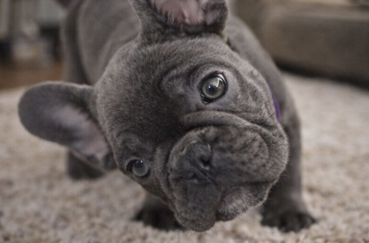 Девочка голубого окраса 2,5 мес