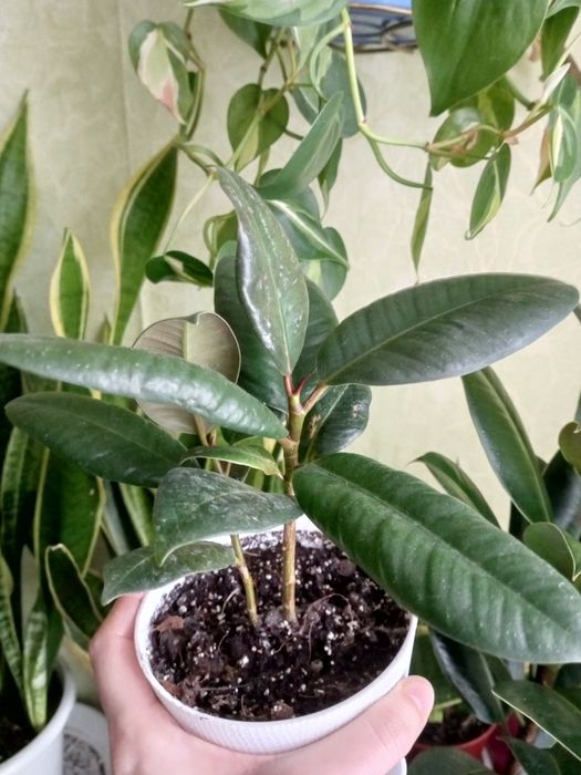 Фикус каучуконосный эластика Робуста 2 шт