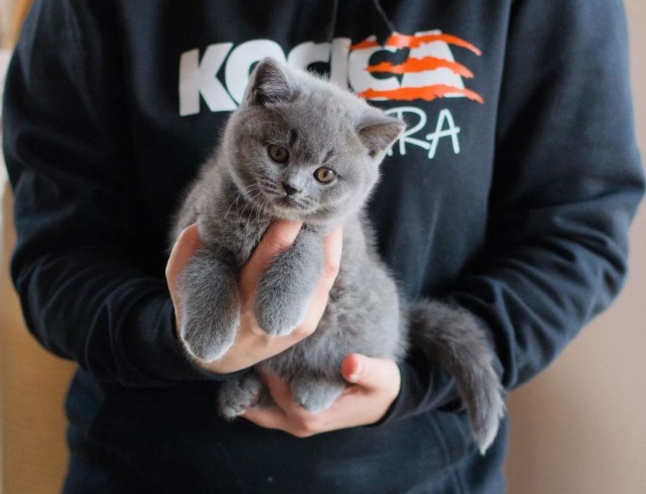 Маленький комочек счастья
