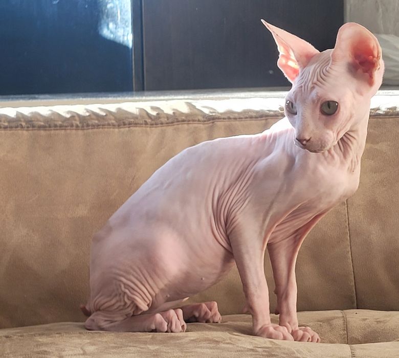 Sphynx macho lindo