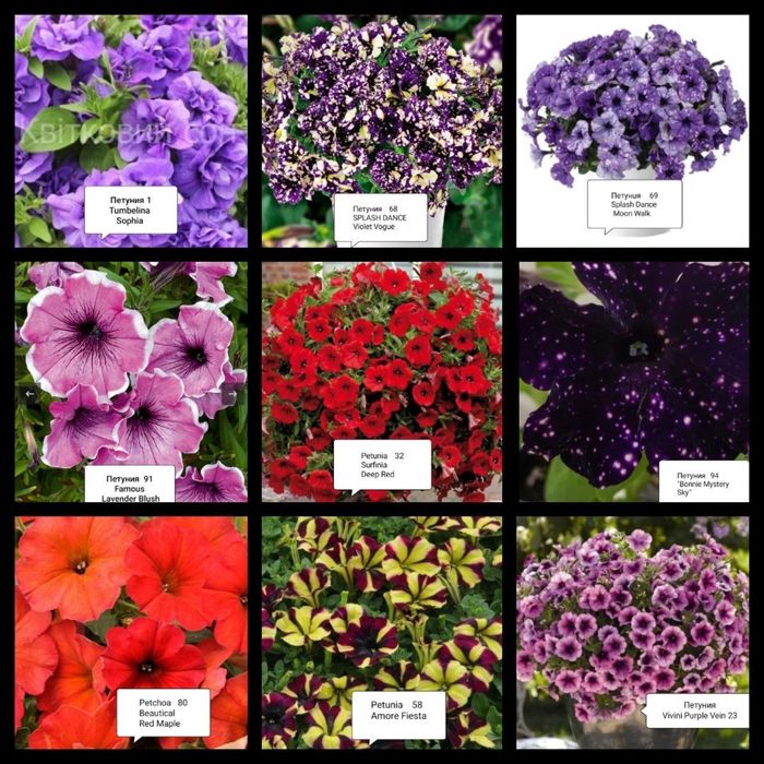 Петуния сурфиния петхоа