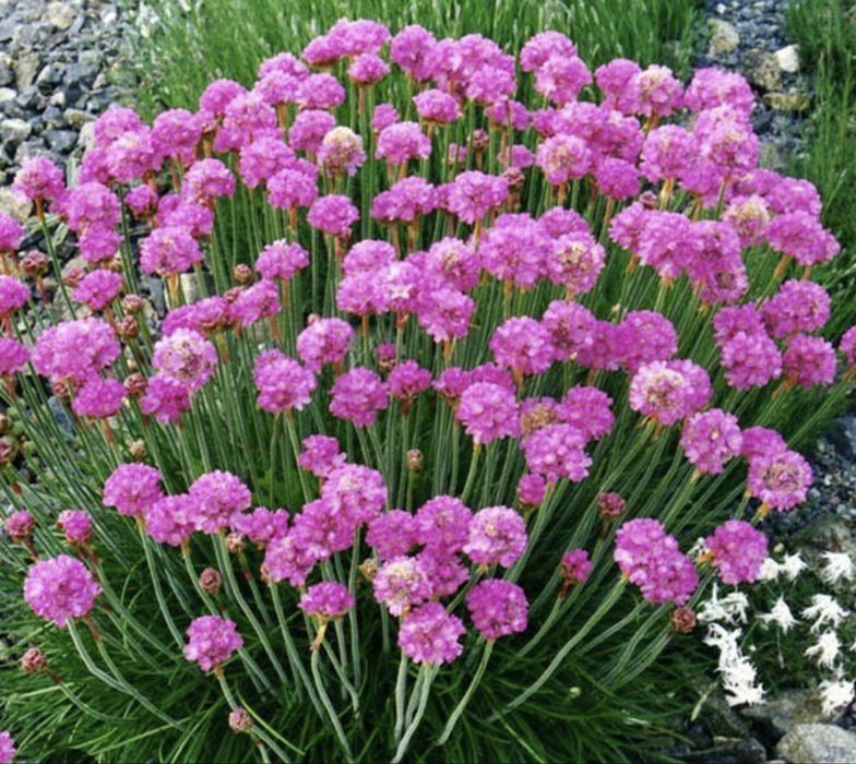 Armeria maritima