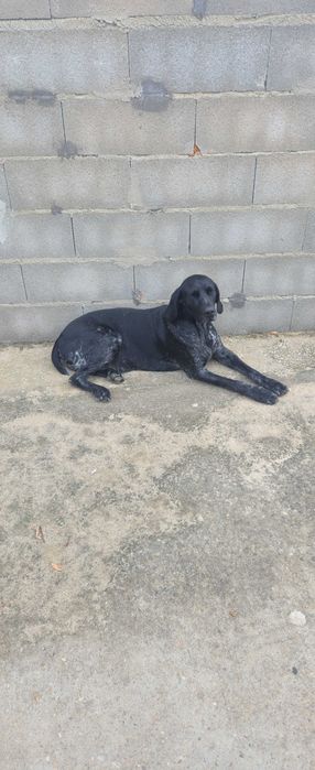 Cão braco alemão